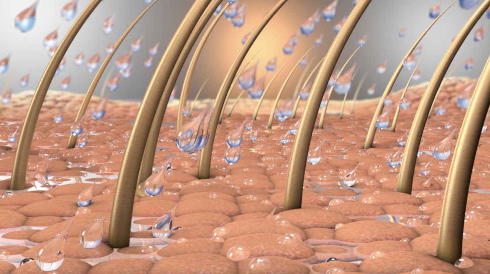 Hair follicles seen close up in the scalp, with moisture around the roots